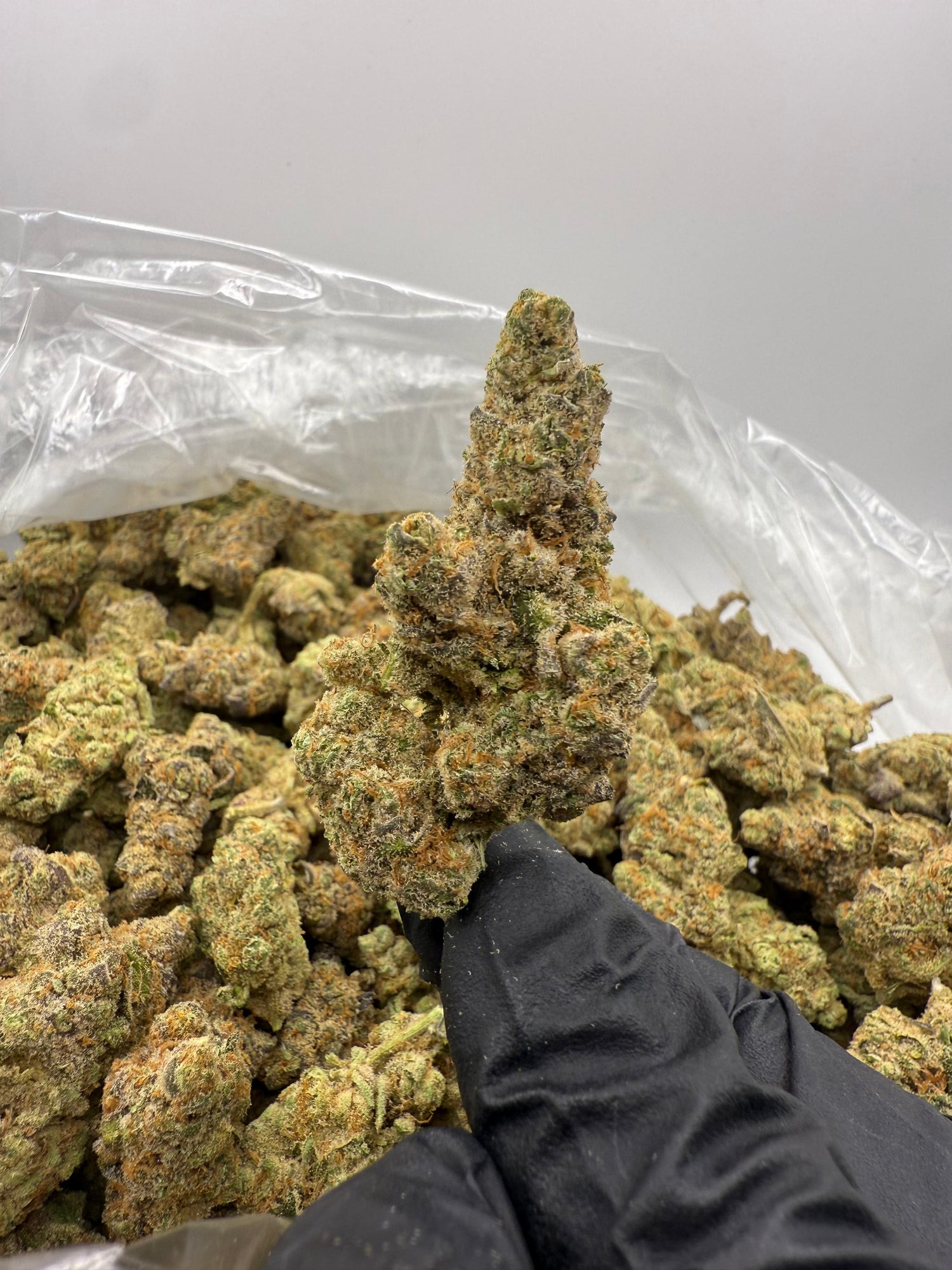 Blackberry Gelato | Exotics by THCA Nugs™