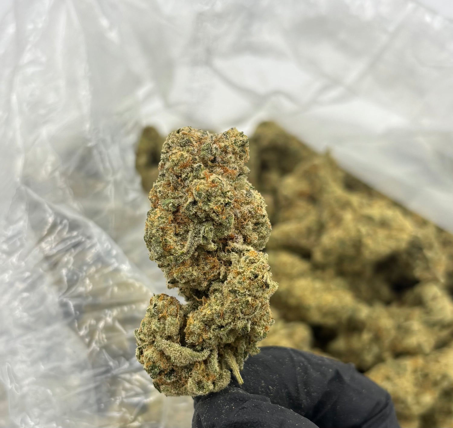 Gush Mintz | Exotics by THCA Nugs™