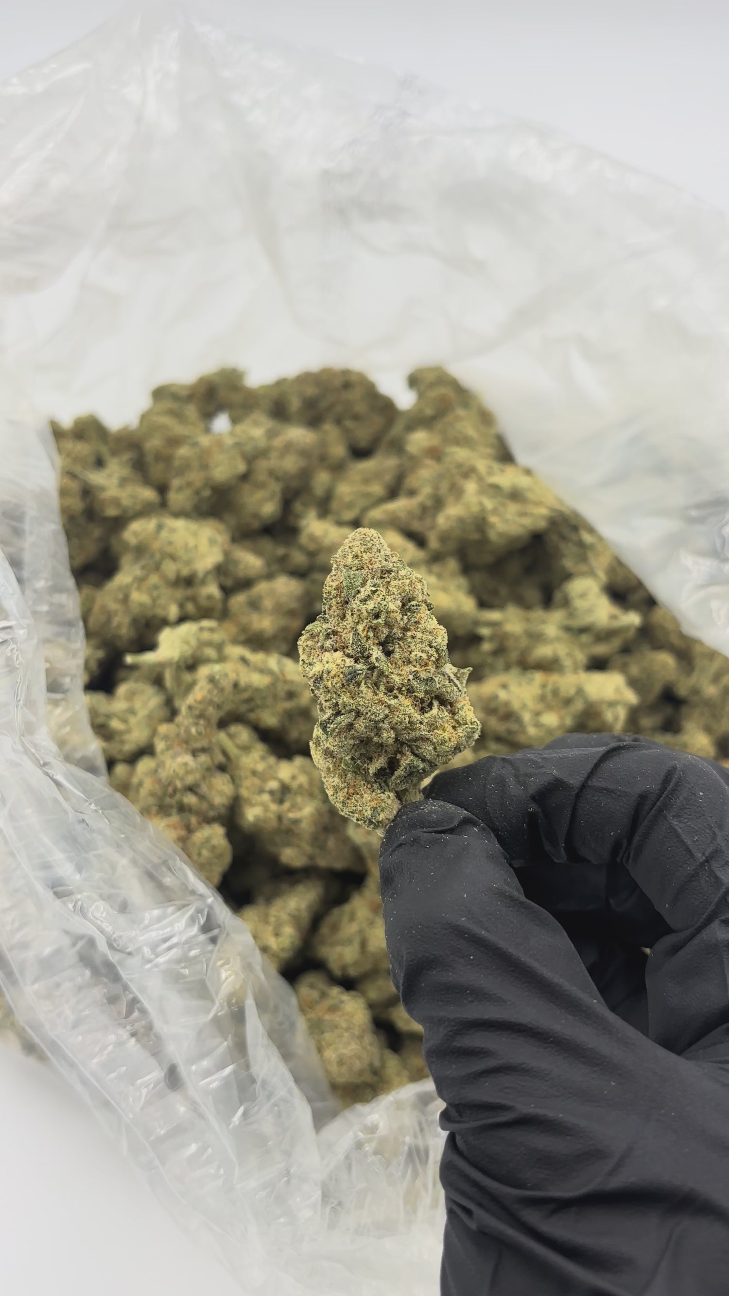 Gush Mintz | Exotics by THCA Nugs™