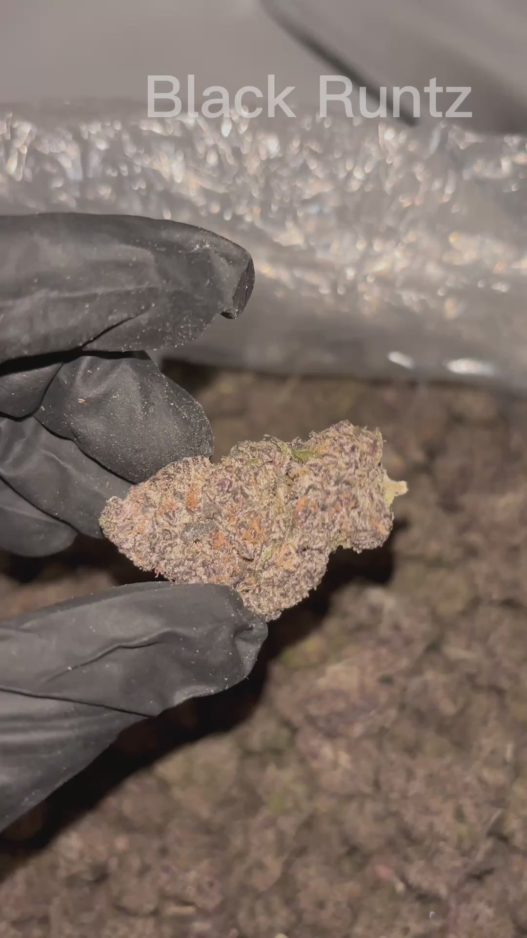 Black Runtz | Exotics by THCA Nugs™